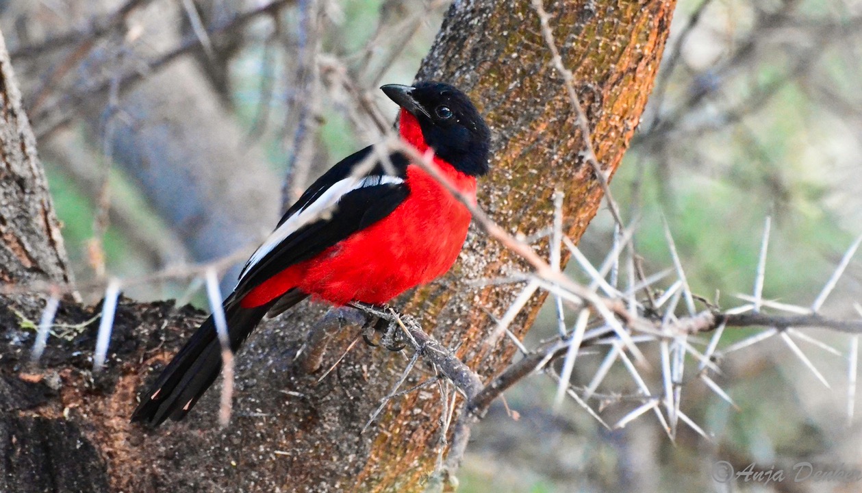 ameib-gästehaus-camping-phillips-cave-bulls-party©anja-denker_2