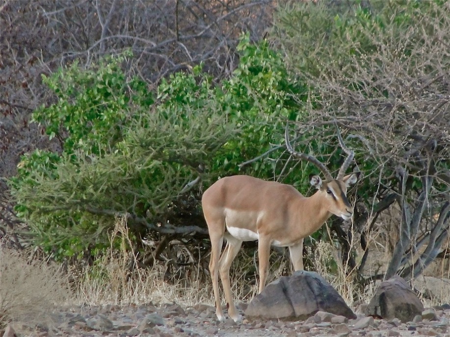 ameib-gästehaus-camping-phillips-cave-bulls-party©hagen-denker_12