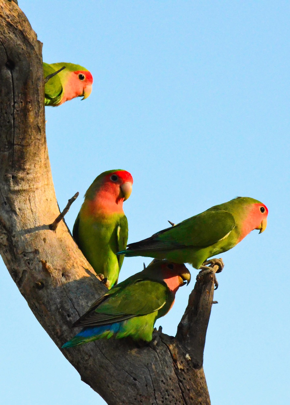 ameib-gästehaus-camping-phillips-cave-bulls-party©anja-denker_1
